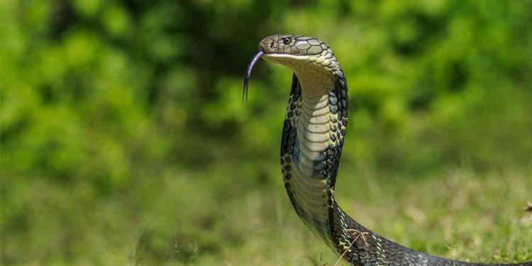 “If you spot a snake in Visakhapatnam District, call rescuers”, says EGWS founder