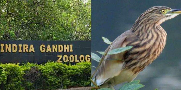 Visakhapatnam Zoo to conduct birdwatching tour on 14 May