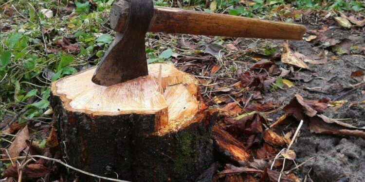 GVMC lodges complaint against man for cutting down a tree