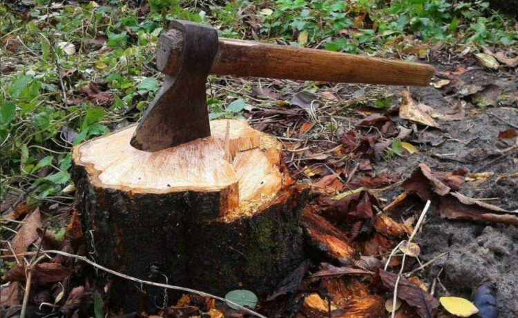 GVMC lodges complaint against man for cutting down a tree