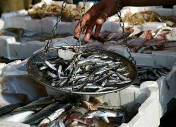 Surprise raids cost 24 traders in Visakhapatnam fish markets