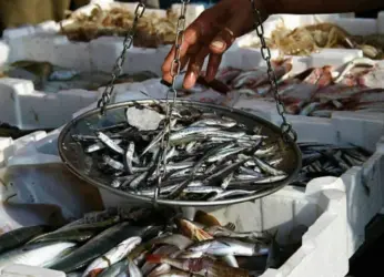 Surprise raids cost 24 traders in Visakhapatnam fish markets