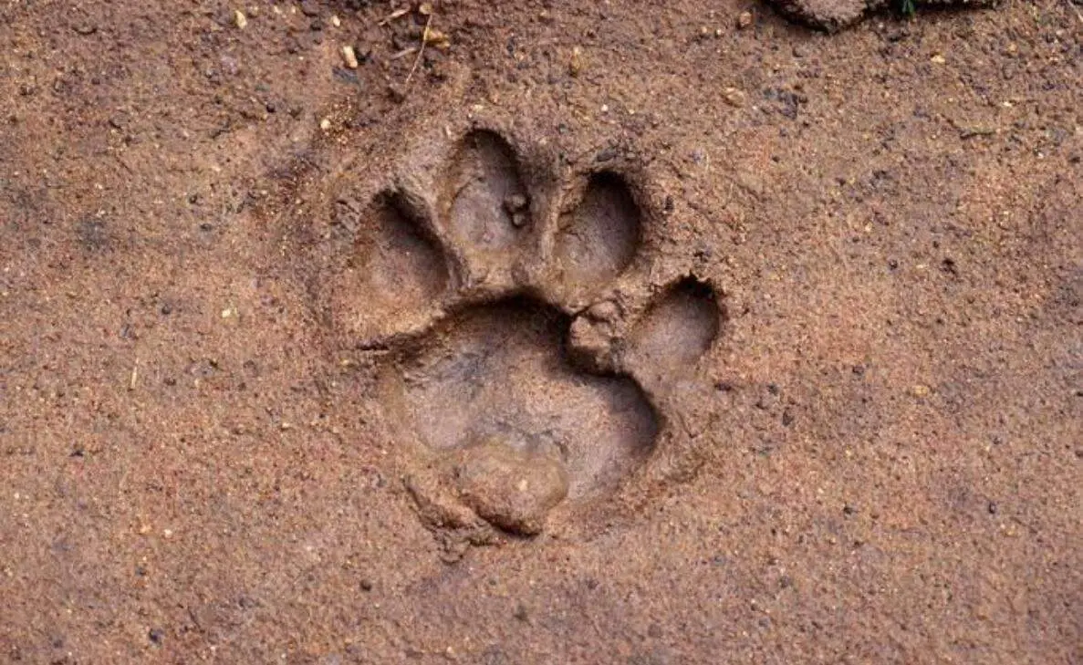 Tiger kills cow in a village near Visakhapatnam, forest department on alert