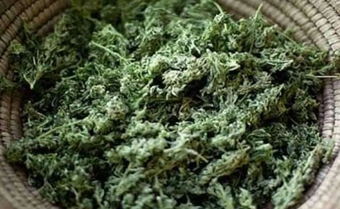 1,500 kilos of ganja seized near Araku, smugglers escape