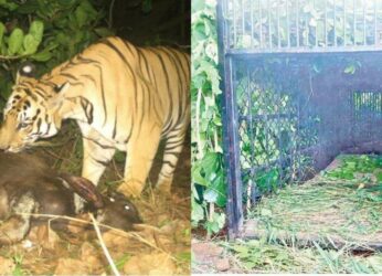 Drones employed to capture the tiger on loose in Anakapalli District