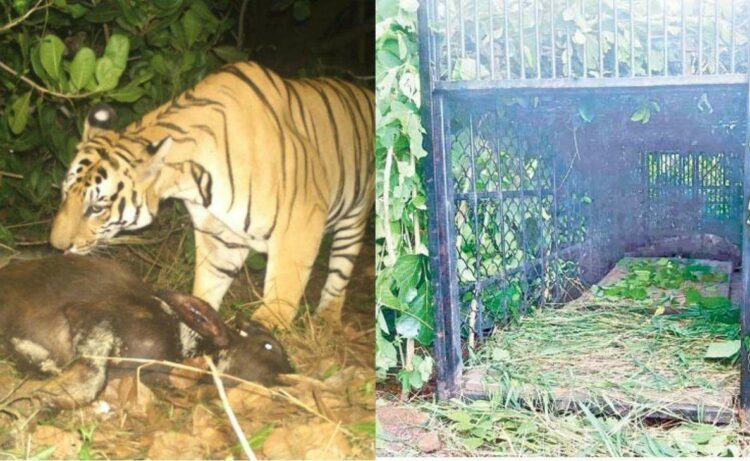Drones employed to capture the tiger on loose in Anakapalli District