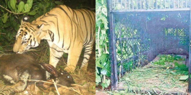 Tiger scare in Anakapalli: Confusion over calf's death in village near Visakhapatnam
