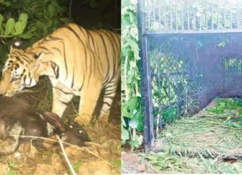 Experts from UP to help in capturing the tiger on loose near Vizag