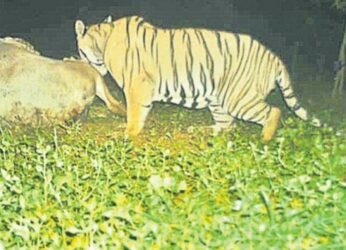 Villages in Anakapalli on alert as the prowling tiger kills another cow
