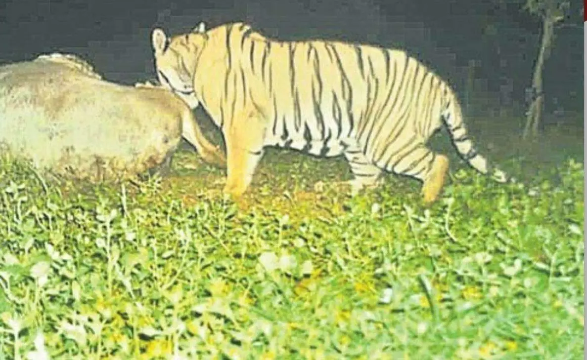 Villages in Anakapalli on alert as the prowling tiger kills another cow