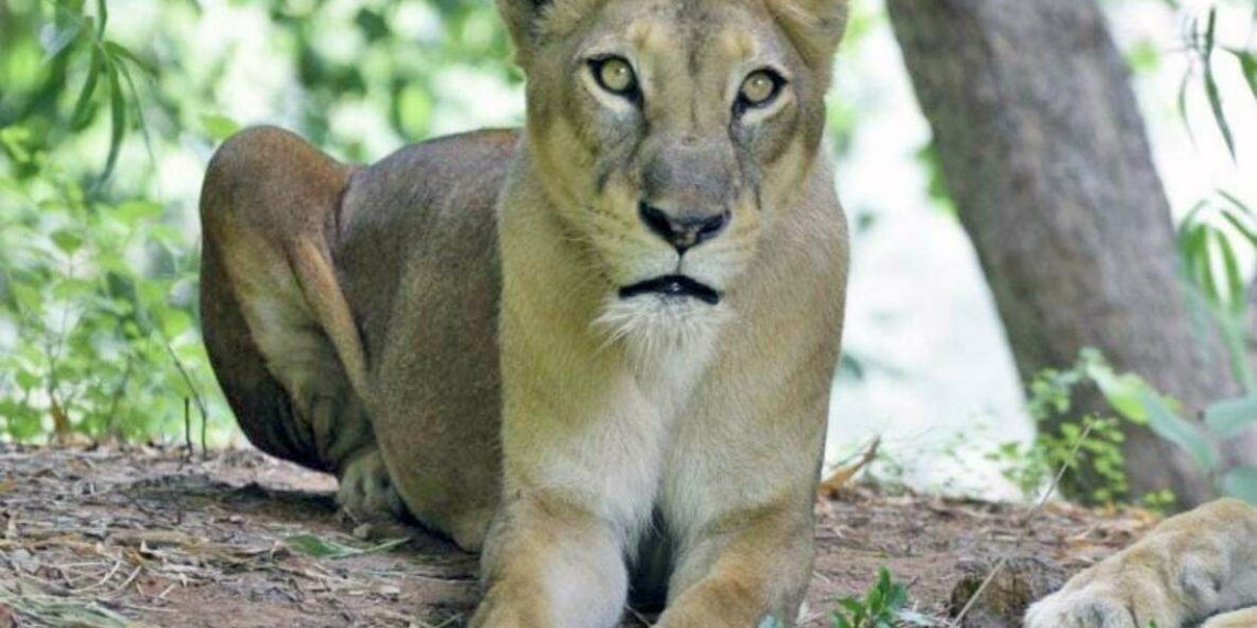 Lioness Lalitha dies of senility in Indira Gandhi Zoo Park, Visakhapatnam