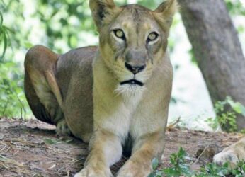 Visakhapatnam Zoo: Lioness Lalitha dies of multi organ failure