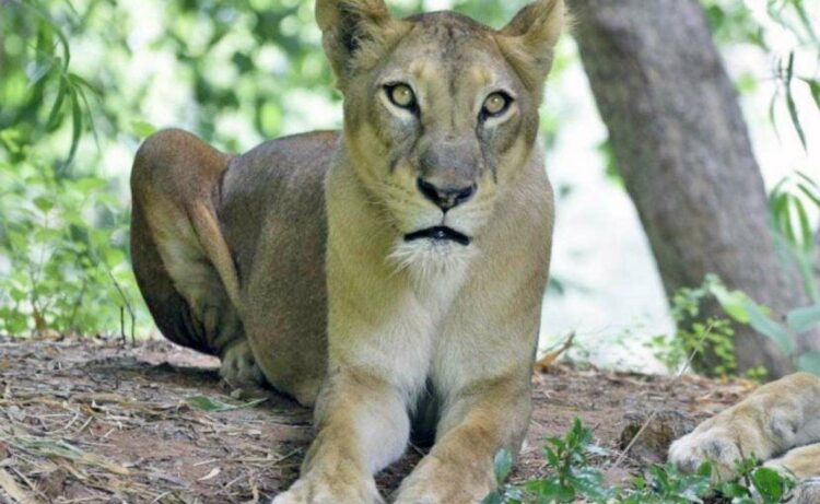 Lioness Lalitha dies of senility in Indira Gandhi Zoo Park, Visakhapatnam