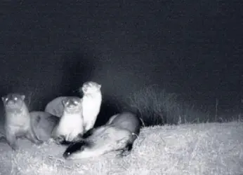 Conservationists from Visakhapatnam prove existence of otters in Kondakarla Ava