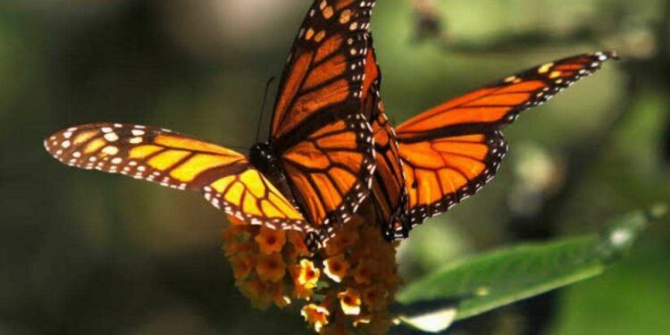 Visakhapatnam Zoo organises five day program for Big Butterfly Month  