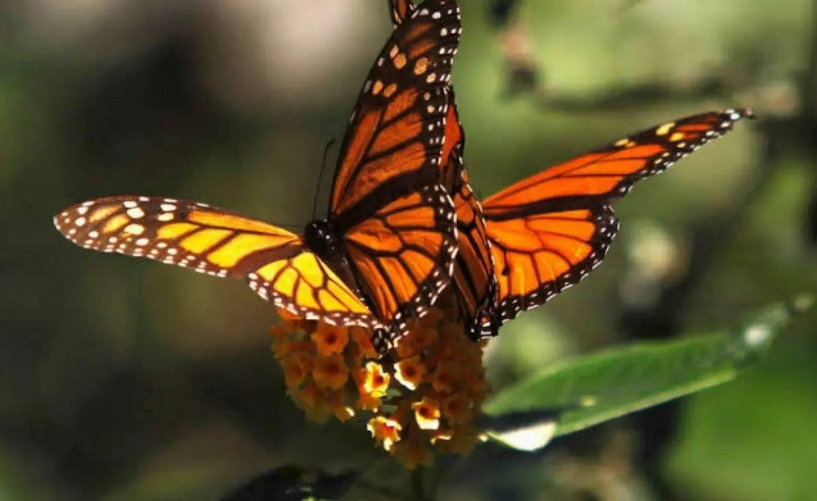 Visakhapatnam Zoo organises five day program for Big Butterfly Month  