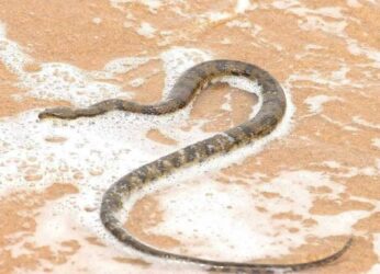 Fisherman accidentally traps 5 feet long sea snake in net, images shock netizens