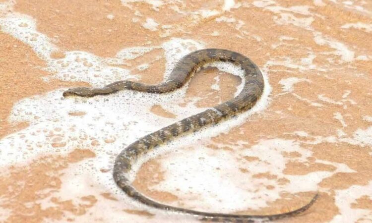 In the rarest occurrences, a fisherman from Vizag unexpectedly caught a 5 feet long sea snake on his hunt for fish