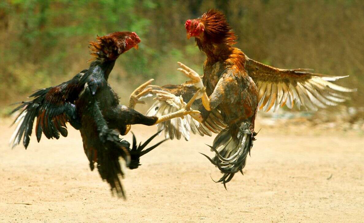 Anakapalli Police book 345 persons and seize 123 roosters involved in cockfighting