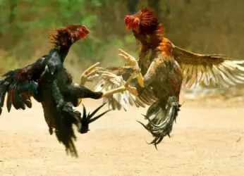 Banned cockfights lead to death of two in Andhra Pradesh