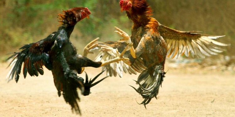 Banned cockfights lead to death of two in Andhra Pradesh
