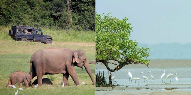 6 most interesting wildlife sanctuaries to visit in Andhra Pradesh