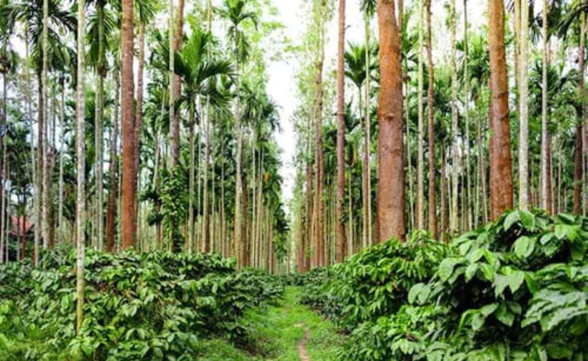 Must visit coffee plantations in South India for coffee lovers