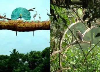 Popular bird sanctuaries in South India that are perfect choices for a social detox