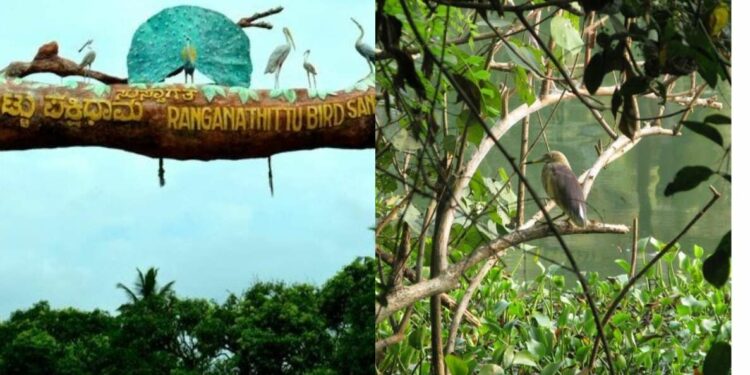 Popular bird sanctuaries in South India that are perfect choices for a social detox