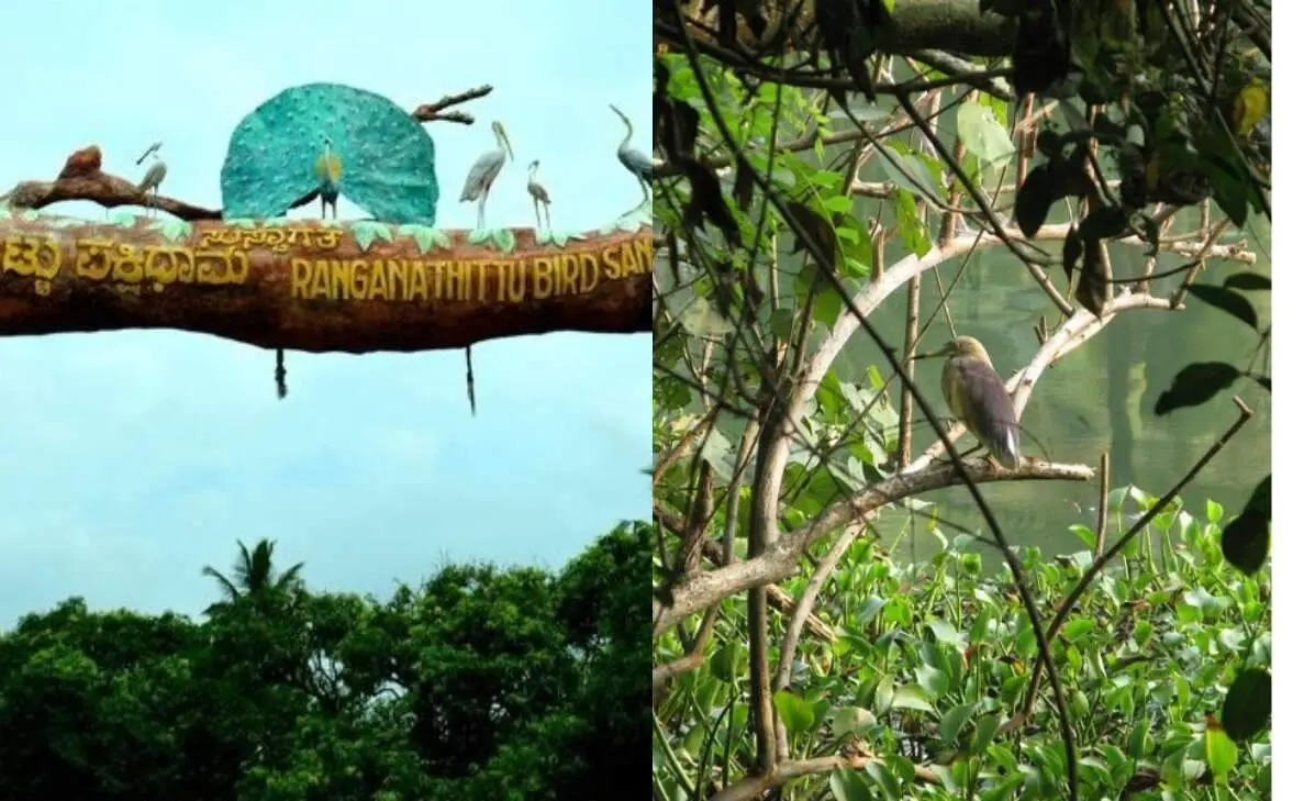 Popular bird sanctuaries in South India that are perfect choices for a social detox