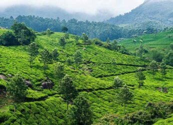Visit these places with coffee plantations in South India for a refreshing experience