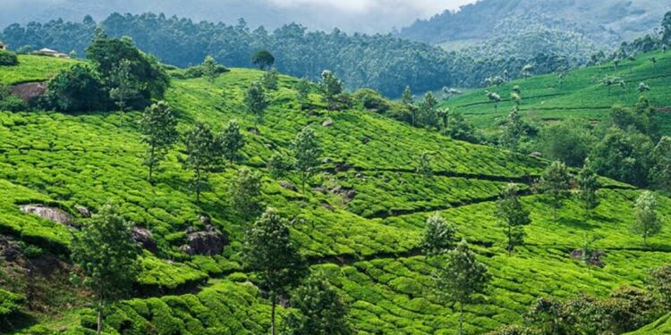 Must visit places with coffee plantation in South India