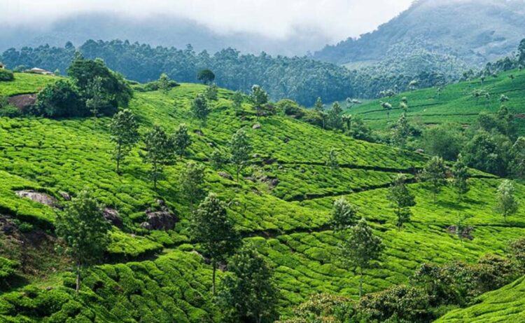 Must visit places with coffee plantation in South India