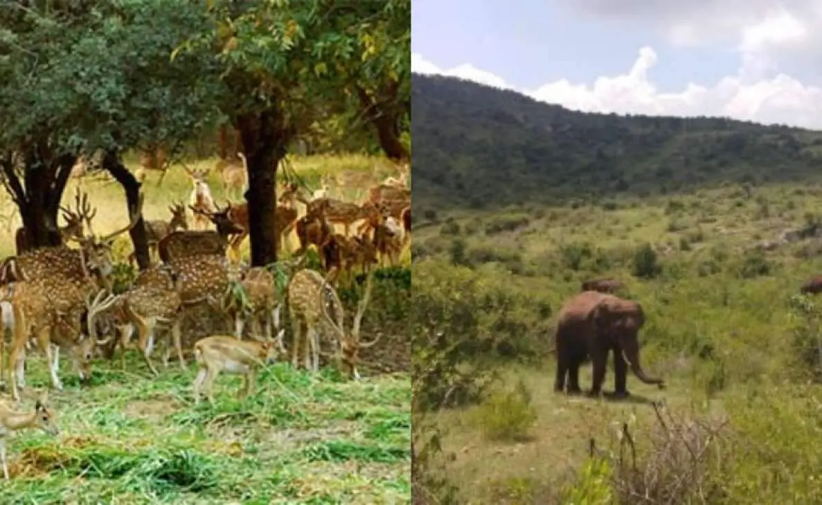 Visit these national parks in South India to immerse in nature