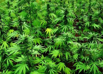 Two ganja smuggling cases recorded in Visakhapatnam during the weekend