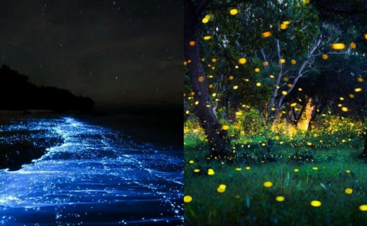 These places in India that glow at night are a sight to behold