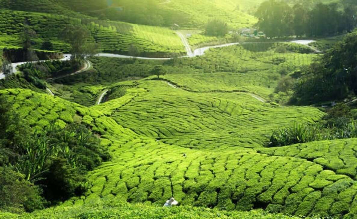 Scenic tea estates in India that will captivate your soul