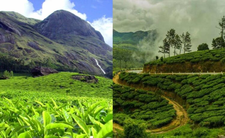 Scenic tea estates in India that will captivate your soul