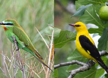 Migratory birds that visit India in the summer and where to see them