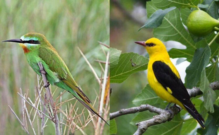 Migratory birds that visit India in the summer and where to see them