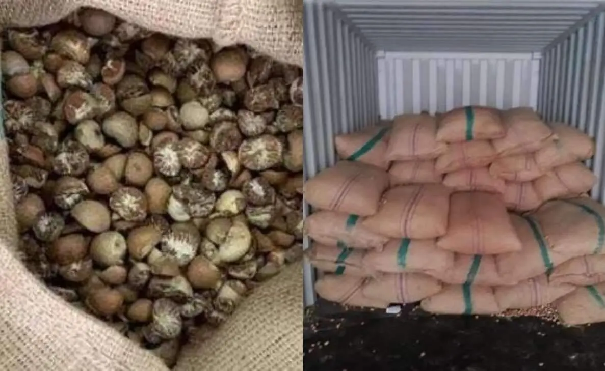 Customs department busts areca nuts smuggling racket at Visakhapatnam Port