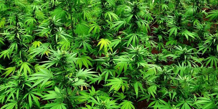 Visakhapatnam: Three from Bihar team up with locals for smuggling ganja, 240 kilos seized