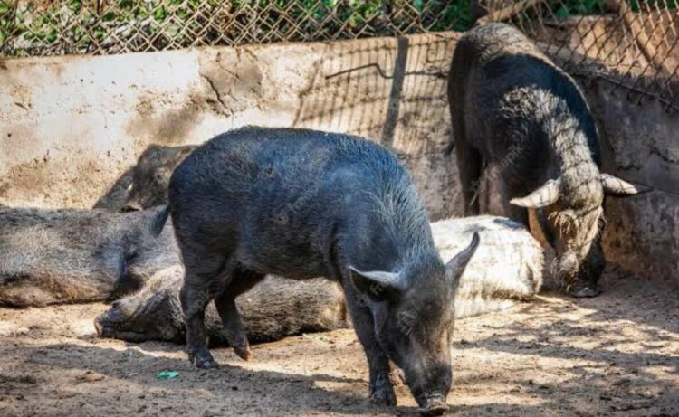 Visakhapatnam: Dead pigs raise health concerns in Gajuwaka