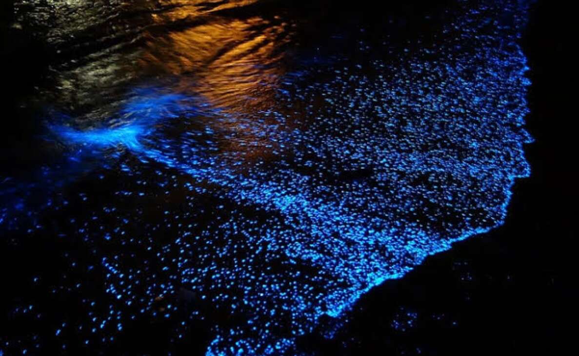 Amazed by the glowing beach in Vizag? Check out other bioluminescent in India
