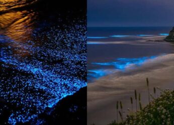 Amazed by the glowing beach in Vizag? Check out other bioluminescent beaches in India