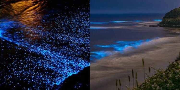 Amazed by the glowing beach in Vizag? Check out other bioluminescent in India