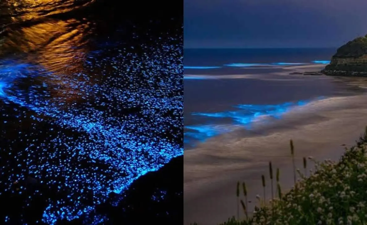 Amazed by the glowing beach in Vizag? Check out other bioluminescent beaches in India