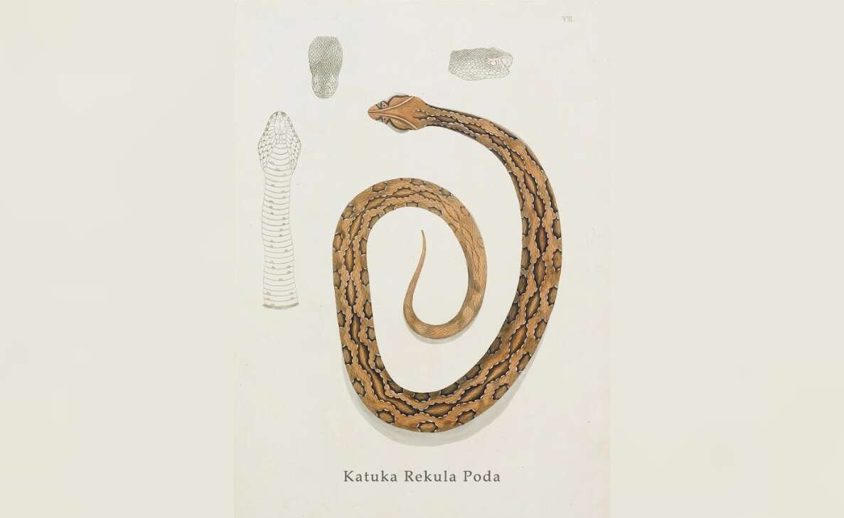 Patrick Russell: The unknown artist and famous naturalist of Vizag