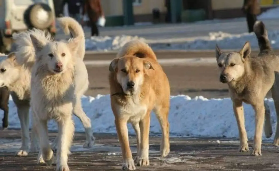 16-month-old girl attacked by stray dogs in Srikakulam, dies while undergoing treatment