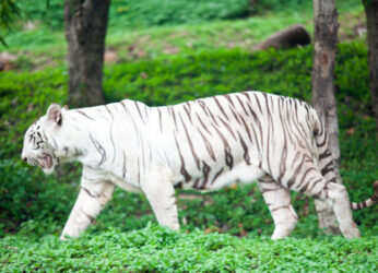 White Tiger Kumari dies in Visakhapatnam Zoo at 19